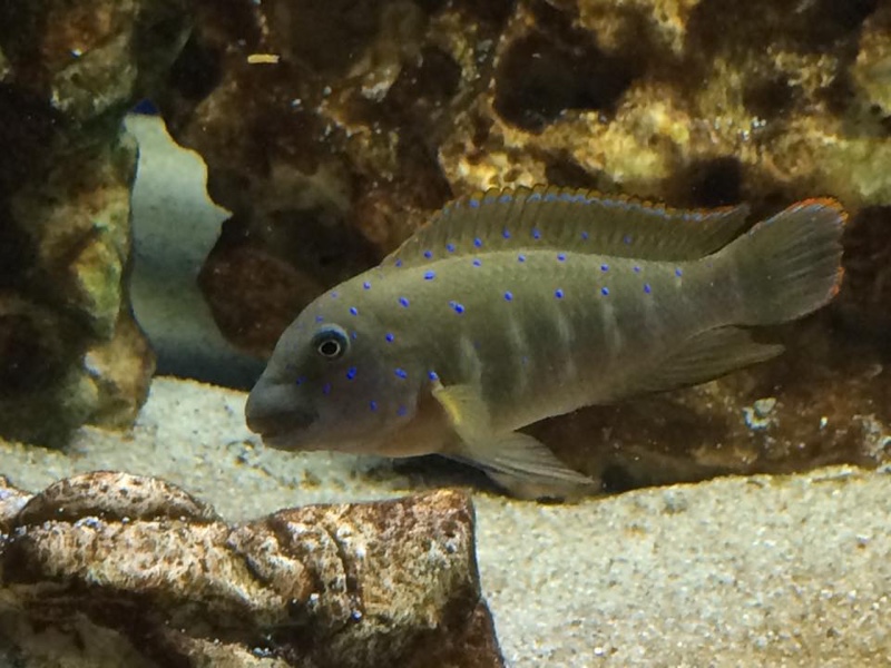 Eretmodus cyanostictus 'Kalambo Lodge'